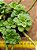 Sedum atlantis - Imagem 6
