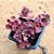 Sedum spurium "voodoo" - Imagem 5