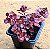 Sedum spurium "voodoo" - Imagem 6