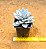 Pachyveria exotic powder puff - Imagem 3