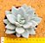 Pachyveria exotic powder puff - Imagem 1