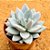 Pachyveria exotic powder puff - Imagem 2