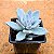 Pachyveria exotic powder puff - Imagem 2