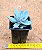 Pachyveria exotic powder puff - Imagem 3