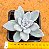 Pachyveria exotic powder puff - Imagem 1