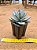 Pachyveria exotic powder puff - Imagem 5