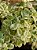 Pilea microphylla 'brilhantina' variegata - Imagem 3
