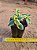 Crassula sarmentosa variegata - Imagem 3