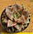 Echeveria grammut - Imagem 4