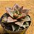 Echeveria grammut - Imagem 2