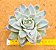 Echeveria boeil rose - Imagem 2