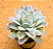 Echeveria boeil rose - Imagem 1