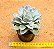 Echeveria boeil rose - Imagem 3