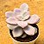 Graptopetalum murasaki - Imagem 2