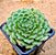 Echeveria setosa ciliata - Imagem 2