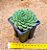 Echeveria setosa ciliata - Imagem 3