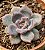 Echeveria purple stone - Imagem 1