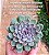Echeveria purple stone - Imagem 5