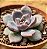 Echeveria purple stone - Imagem 2