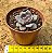 Echeveria purple stone - Imagem 3