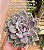 Echeveria purple stone - Imagem 4