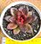 Echeveria abundant rose - Imagem 1