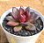 Echeveria abundant rose - Imagem 4