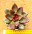 Echeveria abundant rose - Imagem 1