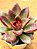Echeveria abundant rose - Imagem 2