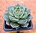 Echeveria fabiola - Imagem 5