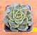 Echeveria fabiola - Imagem 4