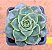 Echeveria fabiola - Imagem 2
