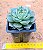 Echeveria fabiola - Imagem 3