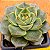 Echeveria fabiola - Imagem 1