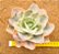 Echeveria Japan moon river variegata - Imagem 4