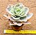 Echeveria Japan moon river variegata - Imagem 5