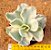 Echeveria Japan moon river variegata - Imagem 1