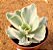 Echeveria Japan moon river variegata - Imagem 2
