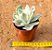 Echeveria Japan moon river variegata - Imagem 3