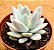 Echeveria Simonoasa variegata - Imagem 2