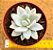 Echeveria Simonoasa variegata - Imagem 4