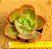 Echeveria Dorothy - Imagem 1