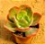 Echeveria Dorothy - Imagem 2