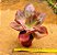 Echeveira Gibbiflora Copahue - Imagem 3