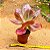 Echeveira Gibbiflora Copahue - Imagem 4