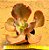 Echeveira Gibbiflora Copahue - Imagem 3