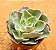 Echeveria Camisole - Imagem 2