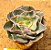Echeveria Camisole - Imagem 1