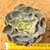 Echeveria Camisole - Imagem 2