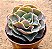 Echeveria Camisole - Imagem 1